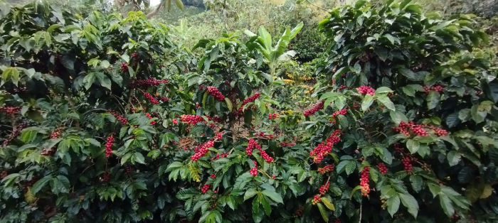 Costa Rica EL Rayo 1kg - Cafea de specialitate DROPSHOT [6]