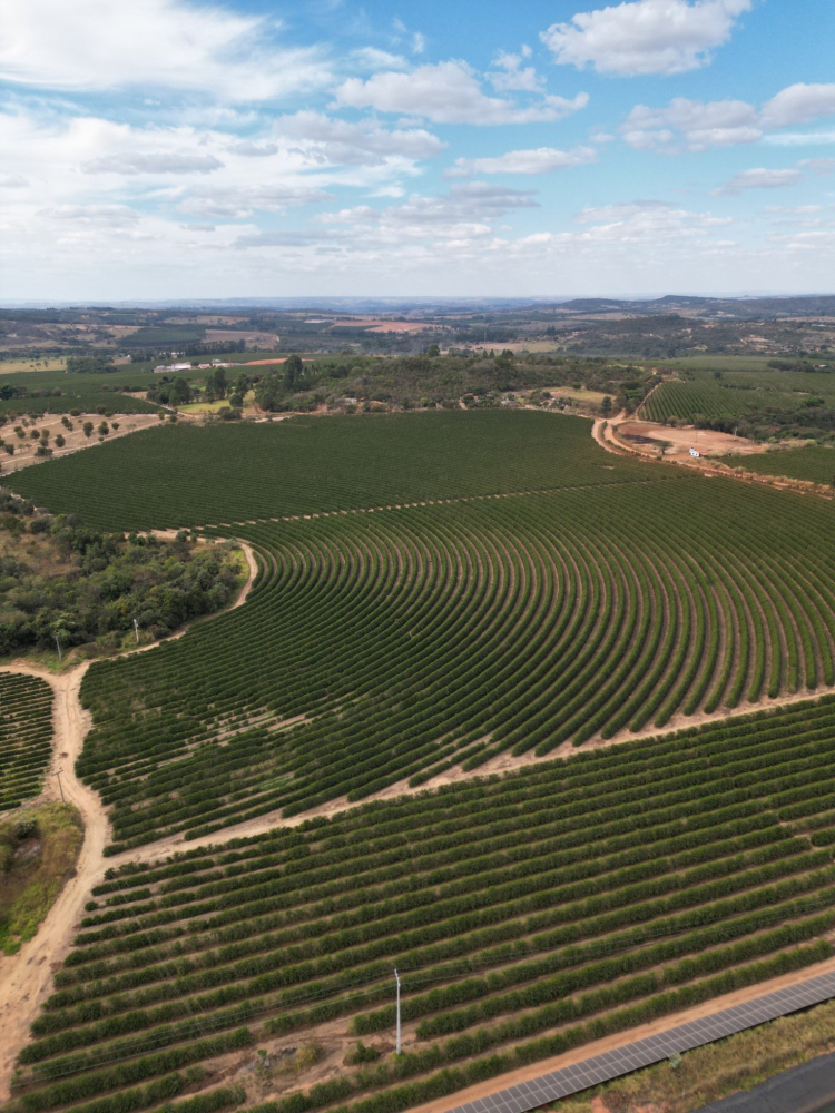 Brazilia Arara Da Canastra 250g - Cafea de specialitate DROPSHOT [7]