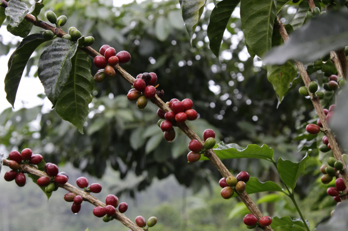 Data prajirii: 19.08.2026 Columbia Guava Banana 250g - Cafea de specialitate DROPSHOT - Copie [5]