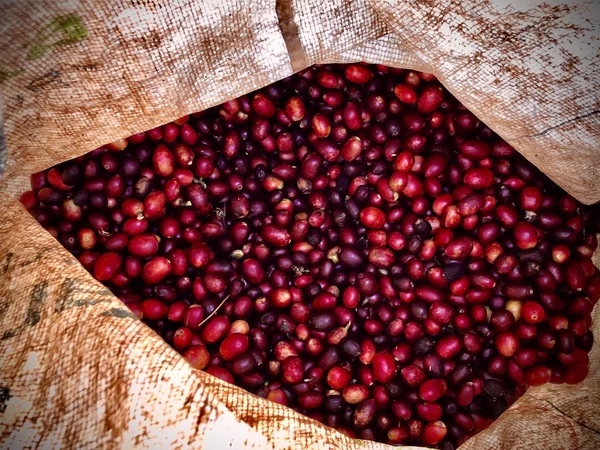 Columbia Guava Banana 250g - Cafea de specialitate DROPSHOT [4]