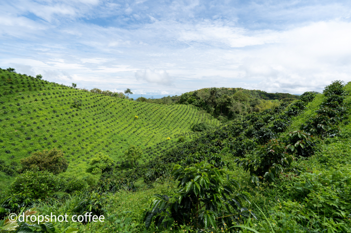 Columbia El Vergel Estate 250g - Cafea de specialitate DROPSHOT [7]