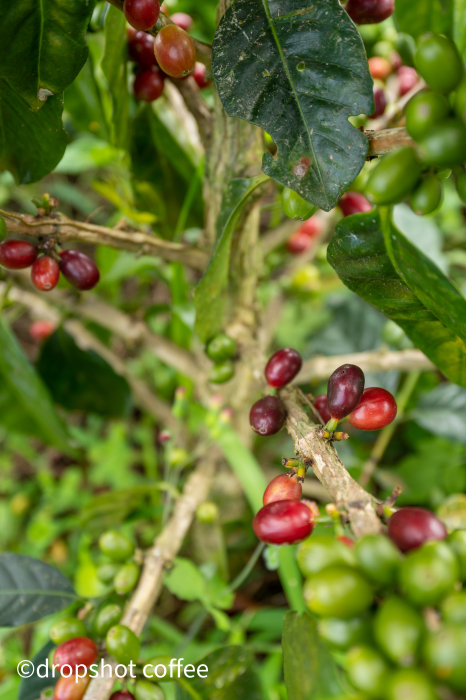 Columbia El Vergel Estate 250g - Cafea de specialitate DROPSHOT [5]