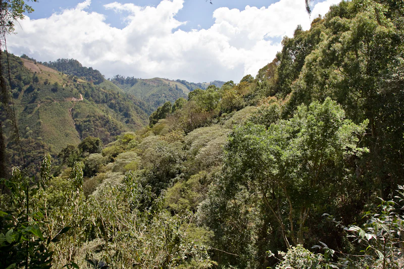 Guatemala Geisha El Socorro 500g - Cafea de specialitate DROPSHOT [6]