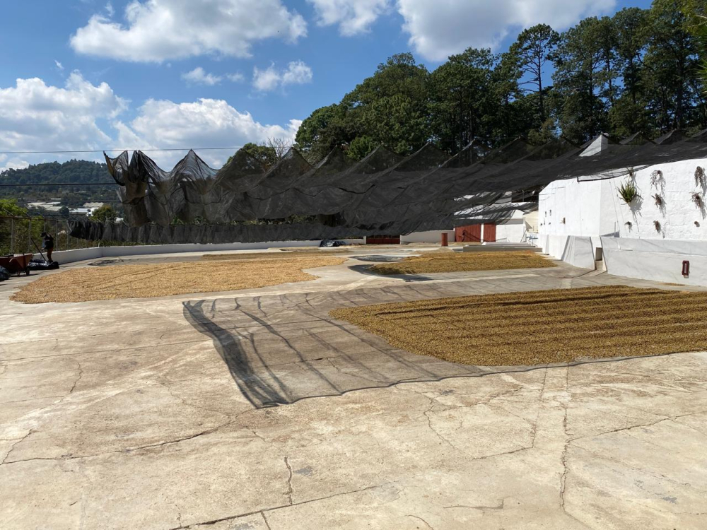 Guatemala Geisha San Jose Ocana 250G - Cafea de specialitate DROPSHOT [5]