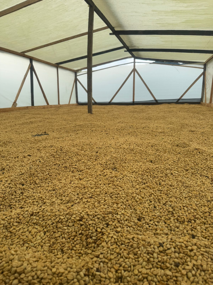 Columbia Yellow Clouds 1kg - Cafea de specialitate DROPSHOT [3]