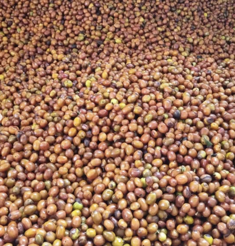 Columbia Yellow Clouds 250g - Cafea de specialitate DROPSHOT [7]