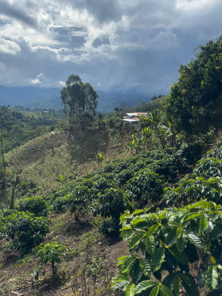 Columbia Yellow Clouds 250g - Cafea de specialitate DROPSHOT [10]