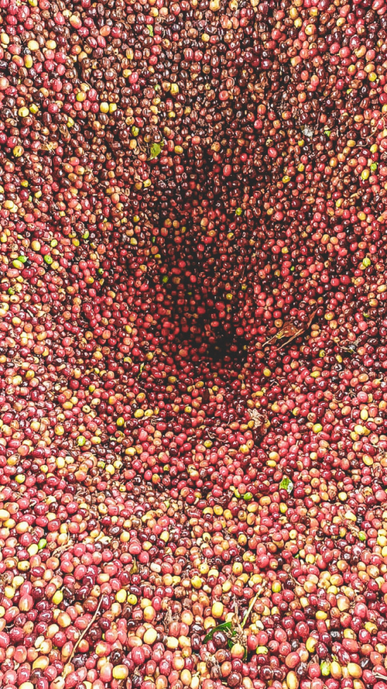 Columbia Peach Geisha Los Patios 1kg - Cafea de specialitate DROPSHOT [3]