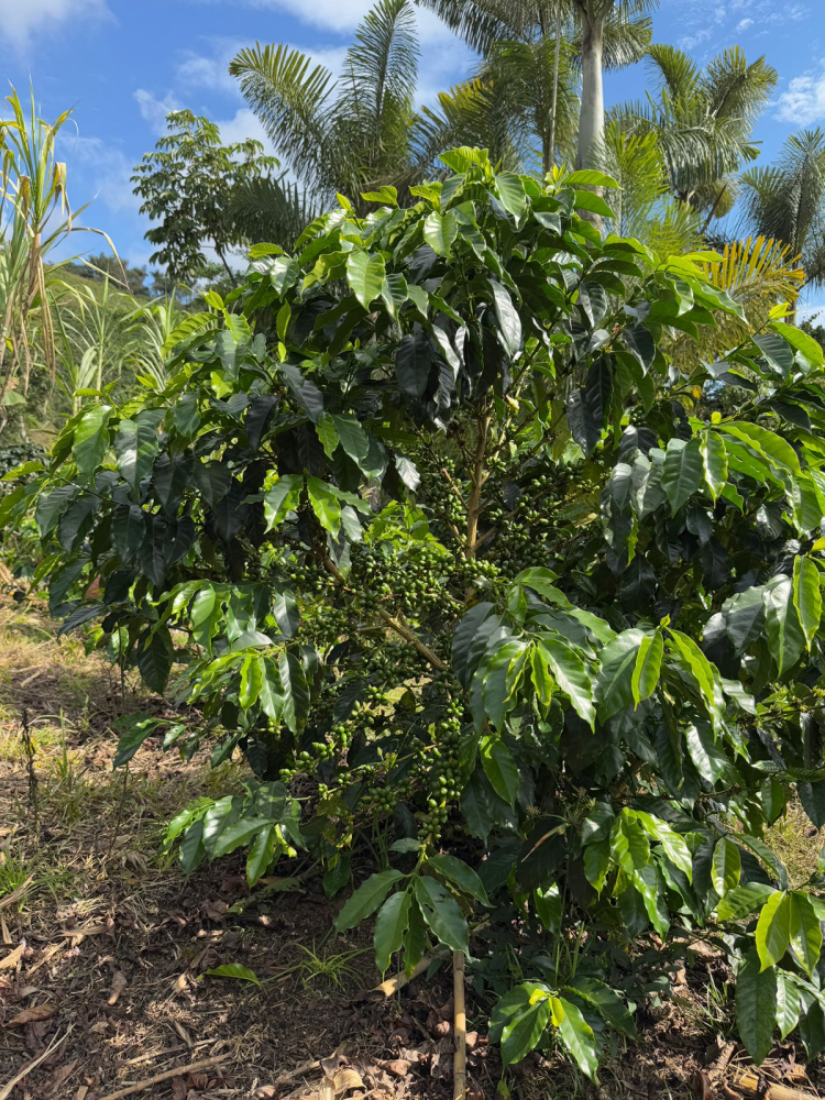 Columbia Yellow Clouds 500g - Cafea de specialitate DROPSHOT [3]