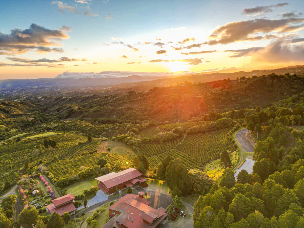 Costa Rica Geisha Red Honey Alejo Castro 250g - Cafea de specialitate DROPSHOT [8]