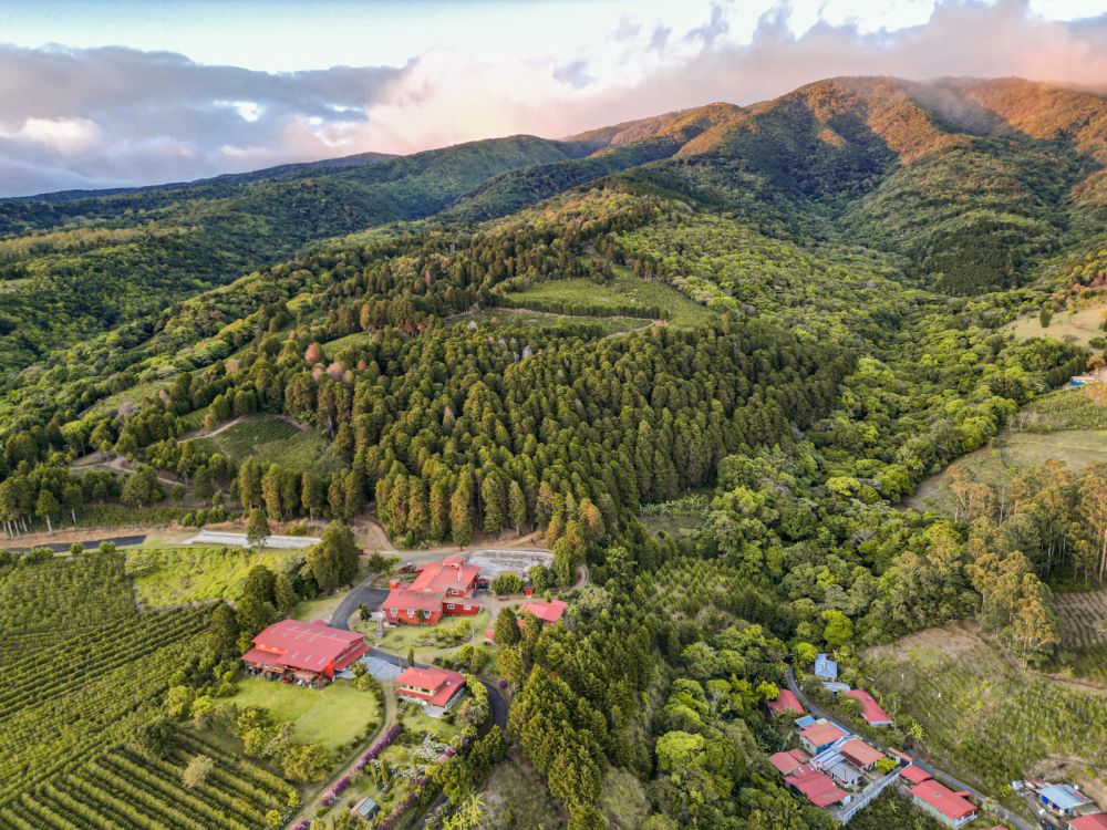 Costa Rica Geisha Red Honey Alejo Castro 250g - Cafea de specialitate DROPSHOT [5]