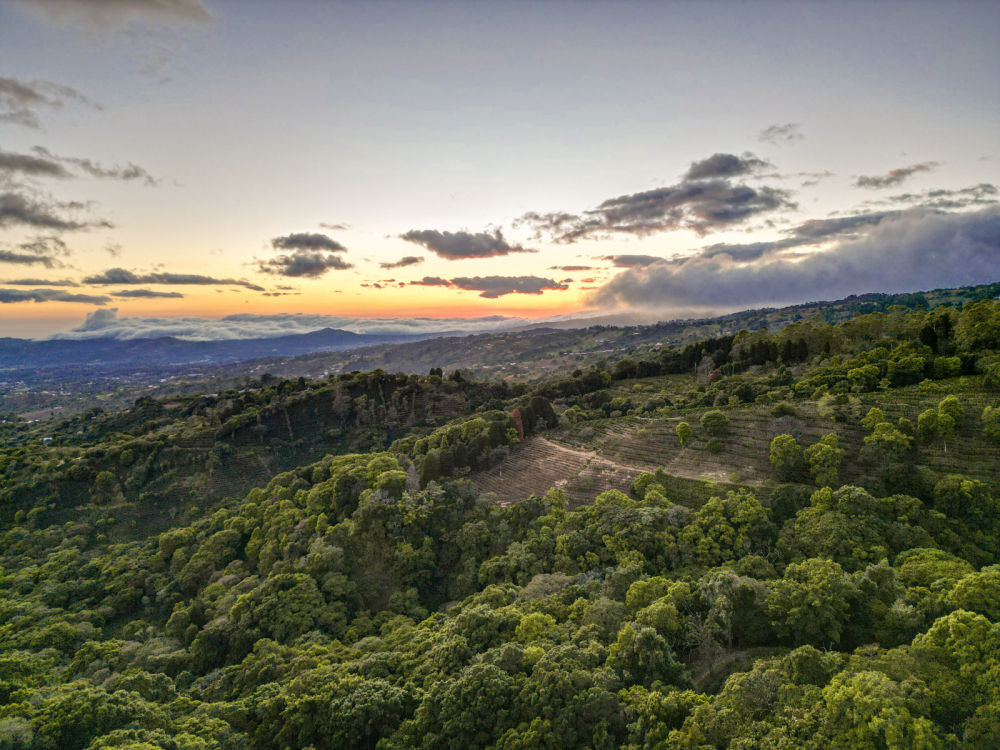 Costa Rica Geisha Red Honey Alejo Castro 250g - Cafea de specialitate DROPSHOT [4]