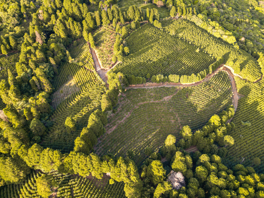 Costa Rica Geisha Red Honey Alejo Castro 250g - Cafea de specialitate DROPSHOT [7]