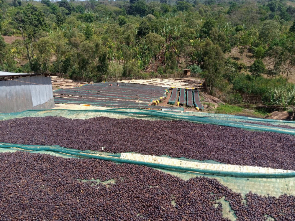 Etiopia Gargari Gutity Amber 200g - Cafea de specialitate DROPSHOT [2]