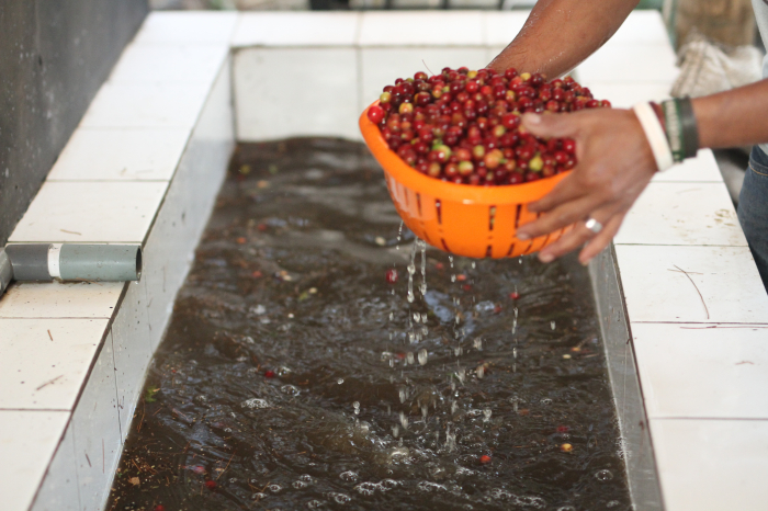 Indonezia West Java Radiophare 250g - Cafea de specialitate DROPSHOT [4]