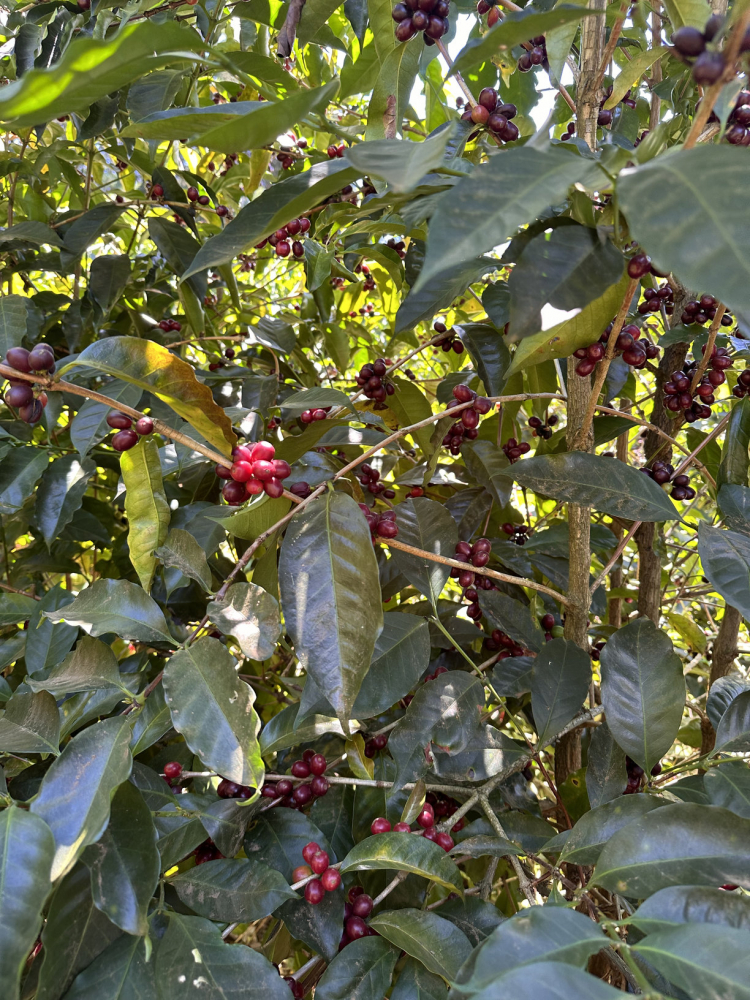 Costa Rica La Abeja 500g - Cafea de specialitate DROPSHOT [8]