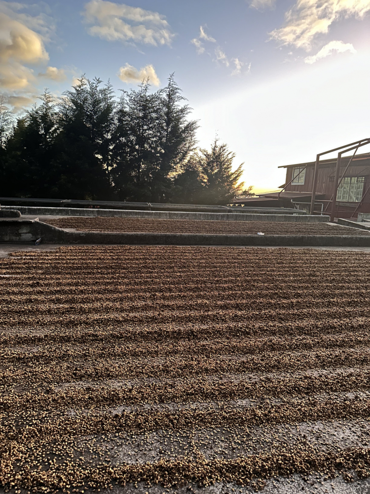Costa Rica La Abeja 500g - Cafea de specialitate DROPSHOT [6]