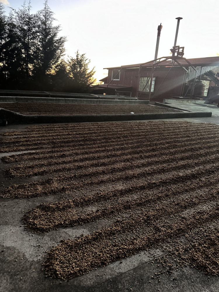 Costa Rica La Abeja 500g - Cafea de specialitate DROPSHOT [7]