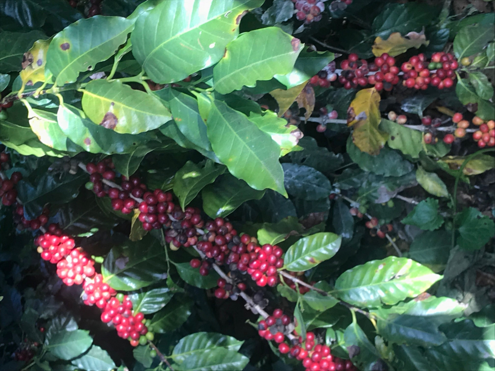 El Salvador Finca San Francisco 500g - Cafea de specialitate DROPSHOT [5]