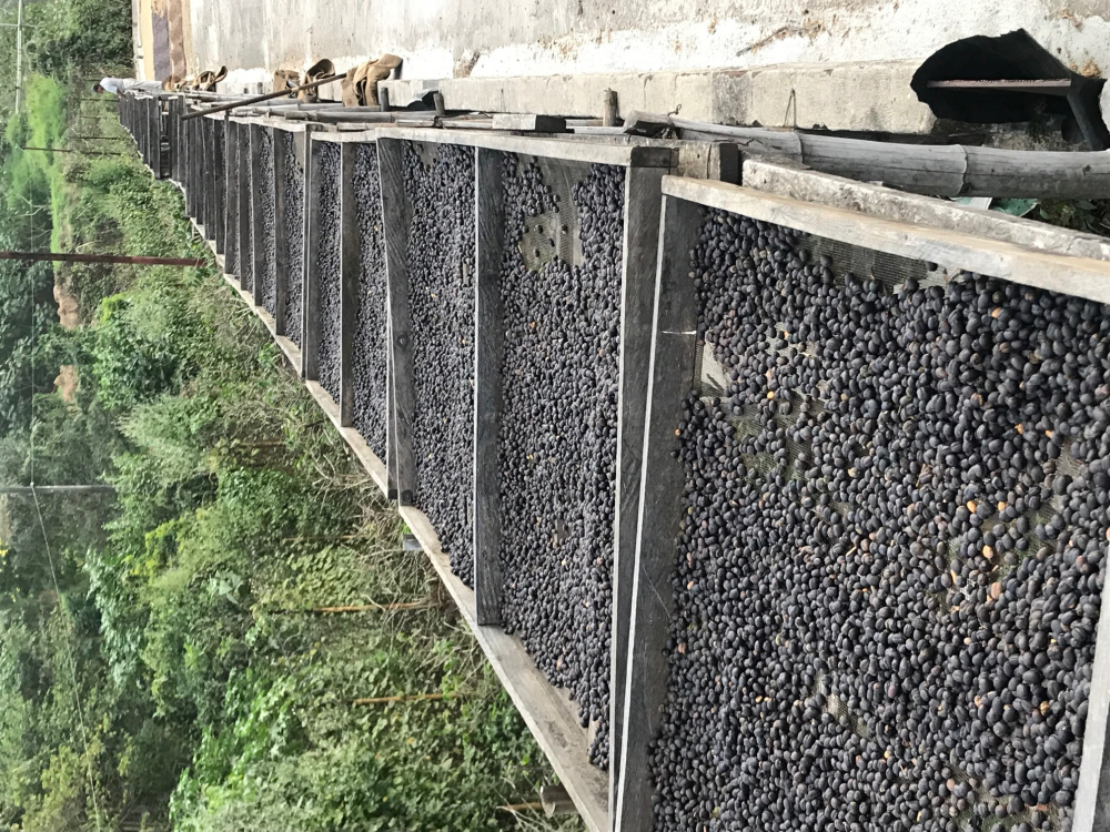 El Salvador Finca San Francisco 1kg - Cafea de specialitate DROPSHOT [11]