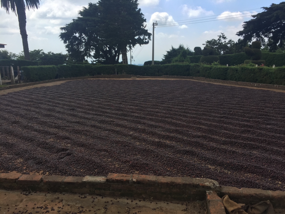 El Salvador Finca San Francisco 250g - Cafea de specialitate DROPSHOT [10]