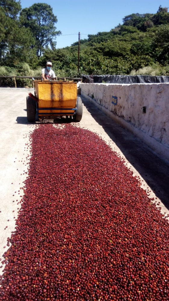 Data prajirii: 07.04.2026 El Salvador Finca San Francisco 250g - Cafea de specialitate DROPSHOT [8]