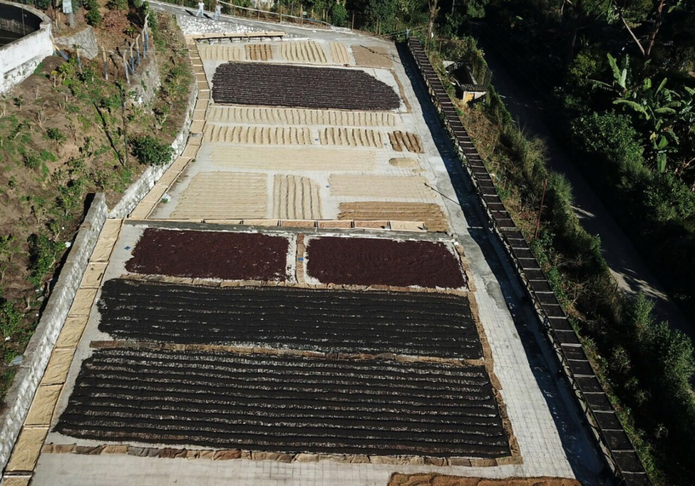 El Salvador Finca San Francisco 250g - Cafea de specialitate DROPSHOT [11]