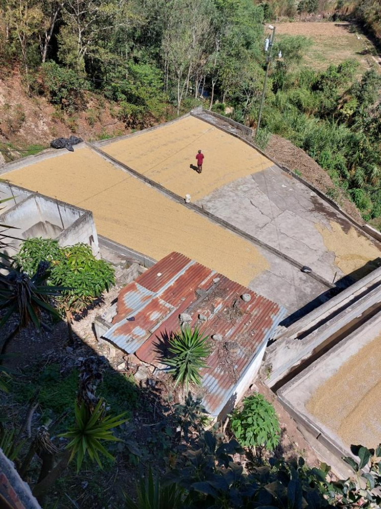 Data prajirii: 31.04.2026 Guatemala Finca Las Brisas 1kg - Cafea de specialitate DROPSHOT [2]