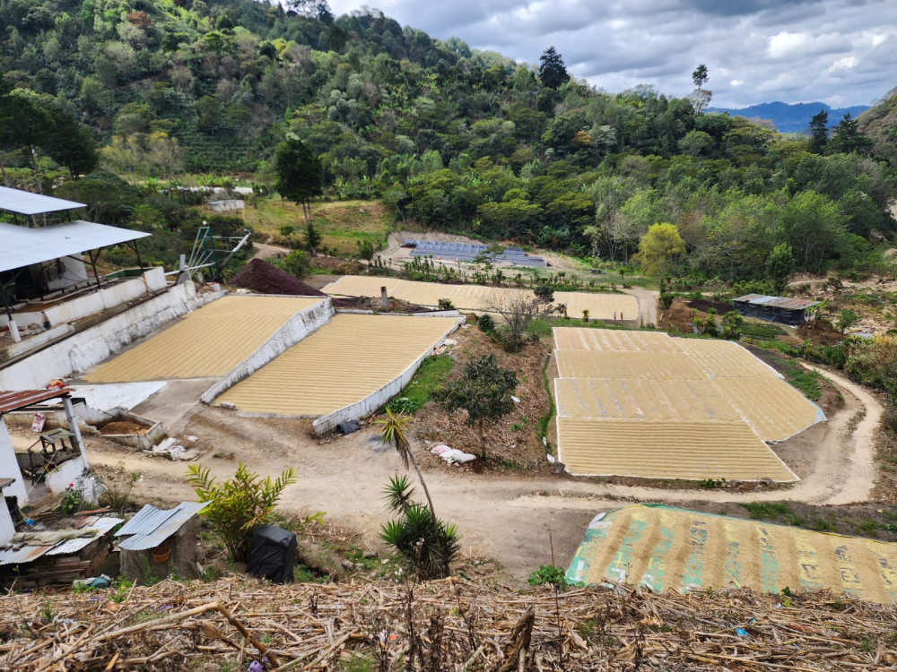 Guatemala Finca Las Brisas 1kg - Cafea de specialitate DROPSHOT [4]