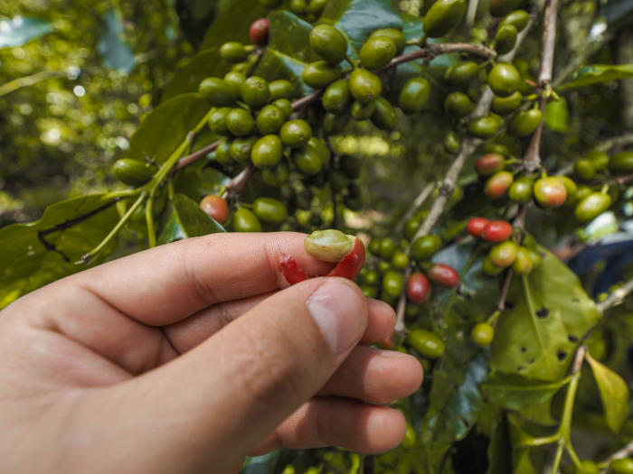 Etiopia Natural Anasora Degfa 500g - Cafea de specialitate DROPSHOT [4]