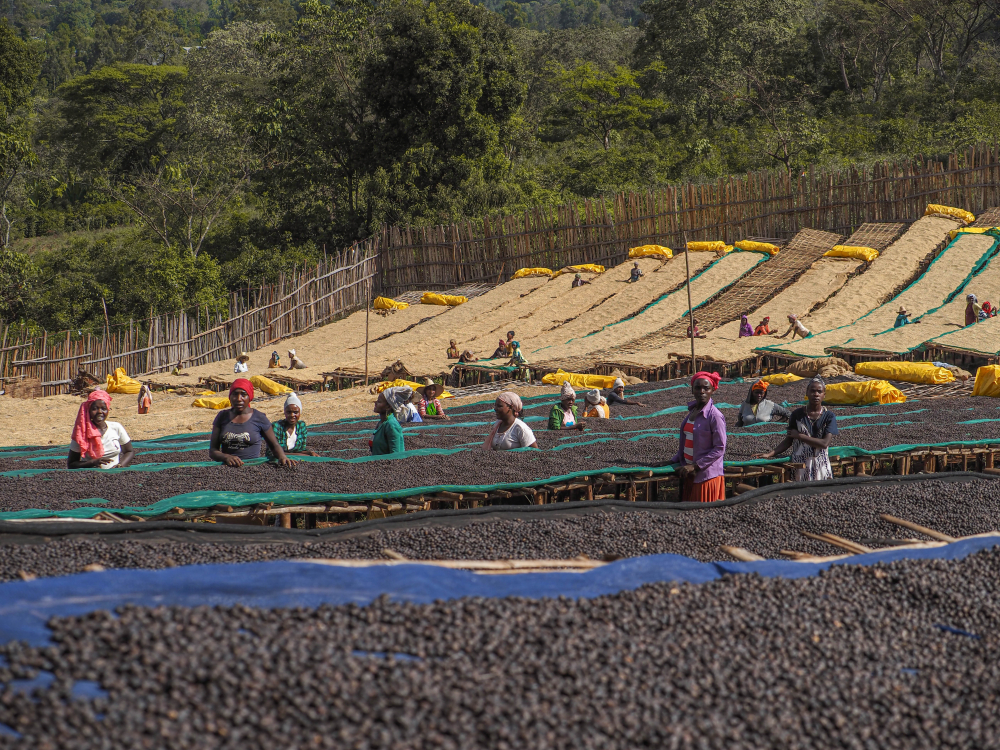 Etiopia Anasora Degfa Washed 500g - Cafea de specialitate DROPSHOT [7]