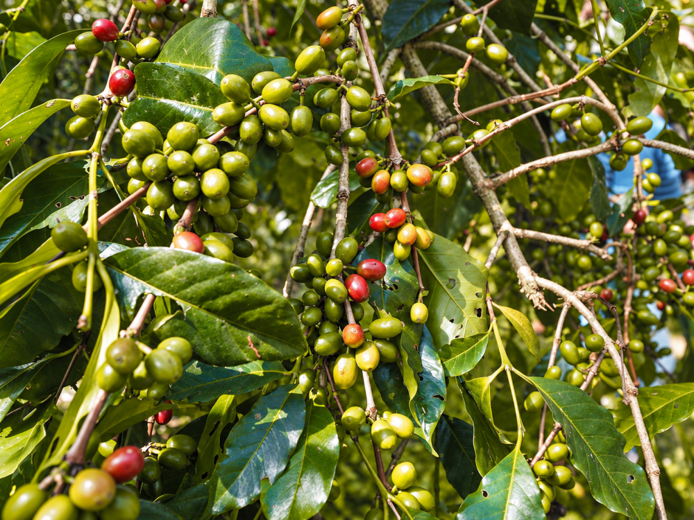 Etiopia Anasora Washed 250g - Cafea de specialitate DROPSHOT [5]