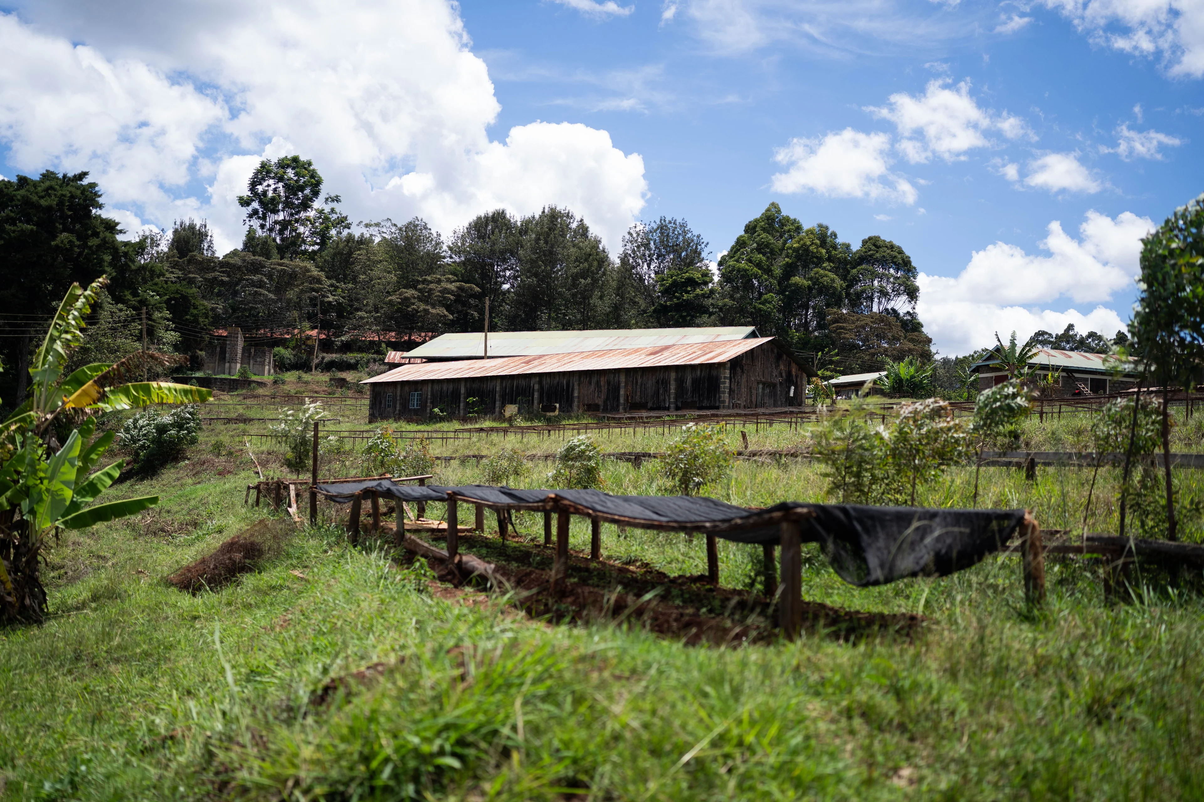 Kenya Kagumo Natural 1kg - Cafea de specialitate DROPSHOT - Copie [4]