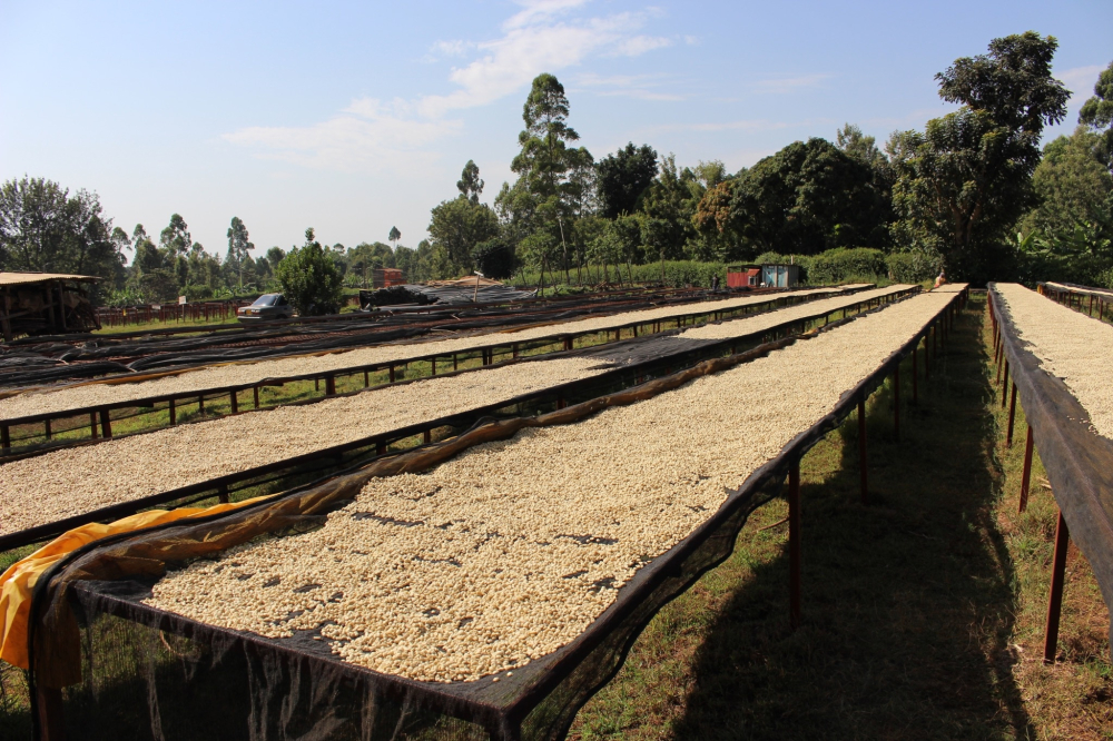 Kenya Kagumo Natural 1kg - Cafea de specialitate DROPSHOT - Copie [5]