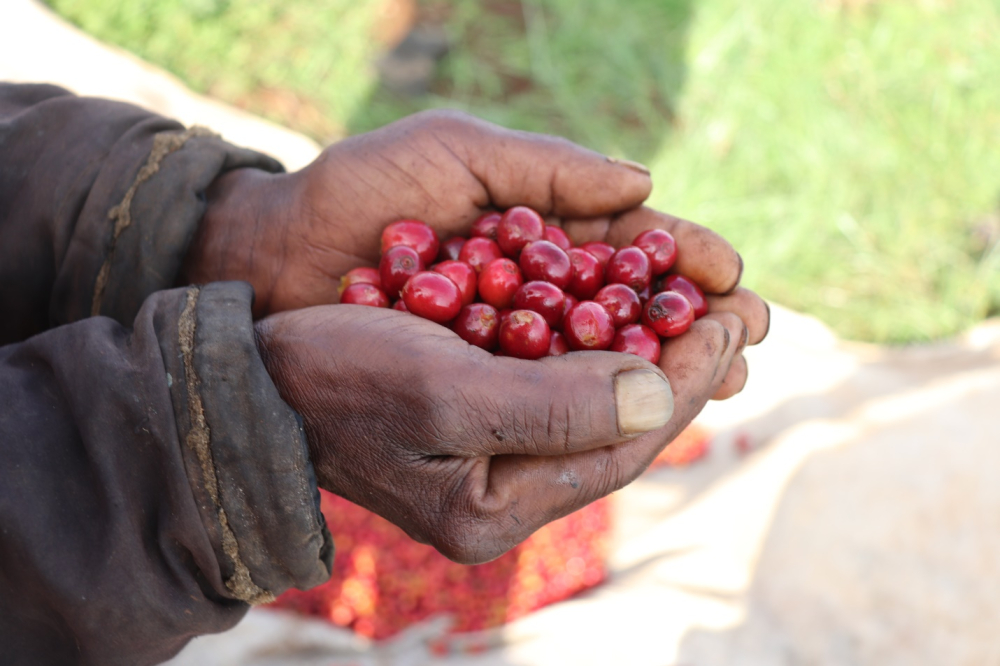 Kenya Kagumo Natural 500g - Cafea de specialitate DROPSHOT [4]