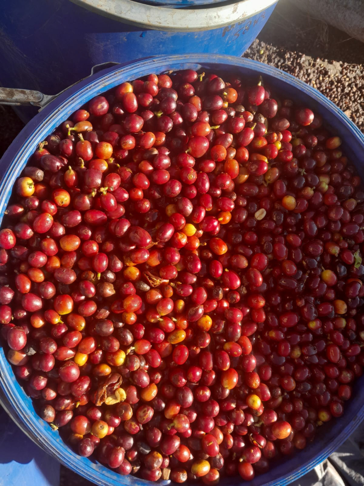 Honduras Mario Mejia 250g - Cafea de specialitate DROPSHOT [7]