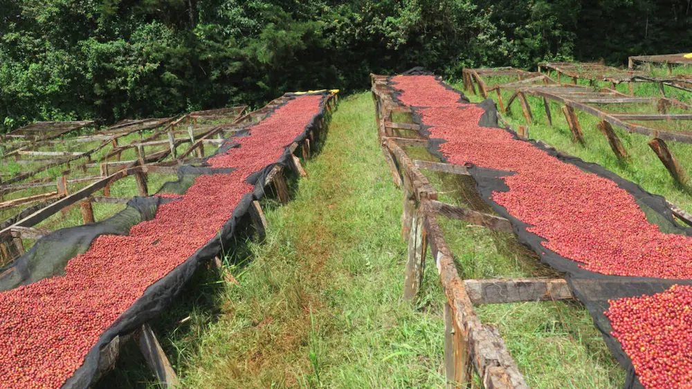 Kenya Thageini Ab Washed 250g - Cafea de specialitate DROPSHOT [5]