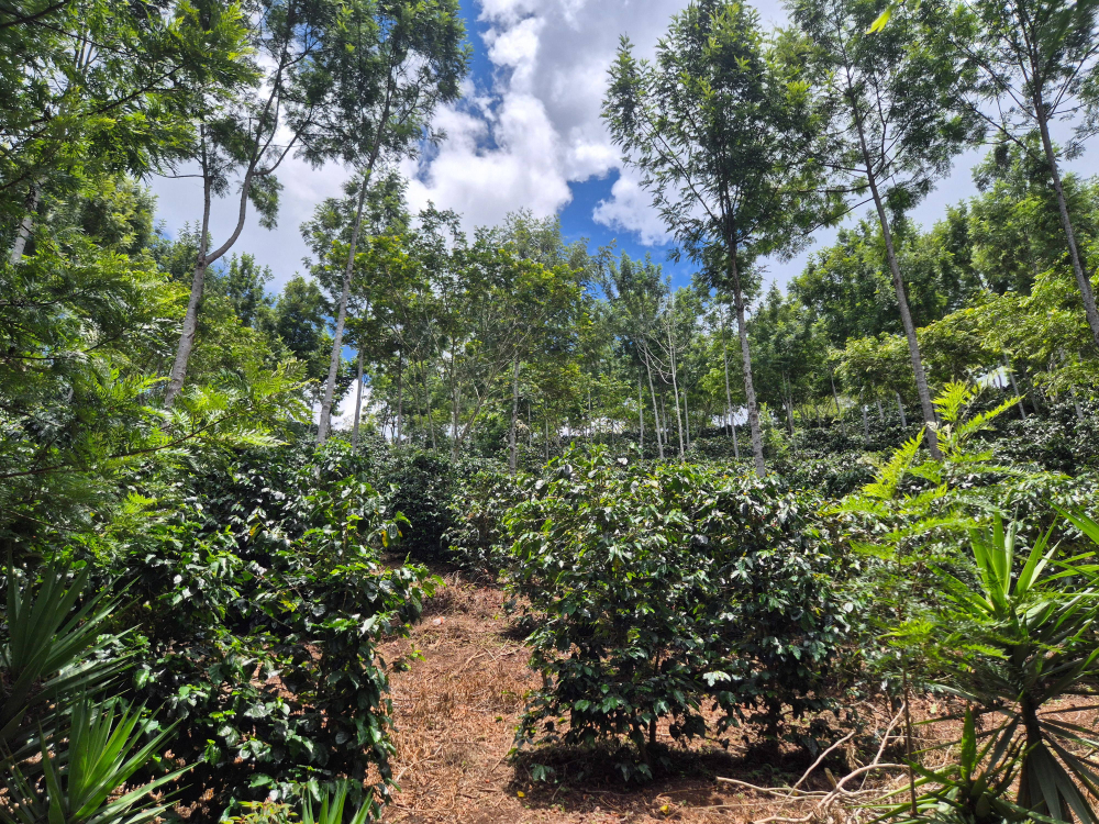 Honduras Mario Mejia 1kg - Cafea de specialitate DROPSHOT [5]
