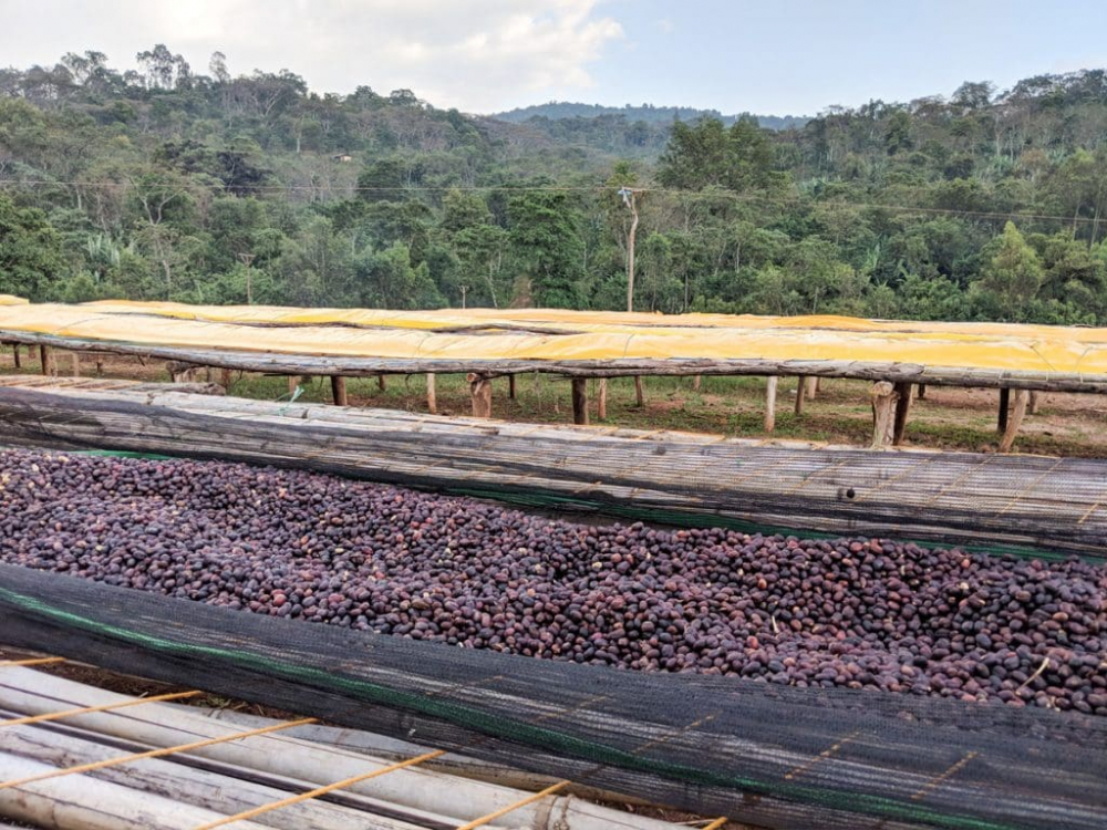 Ethiopia Koke Kebele Indigo 200g - Cafea de specialitate DROPSHOT [2]