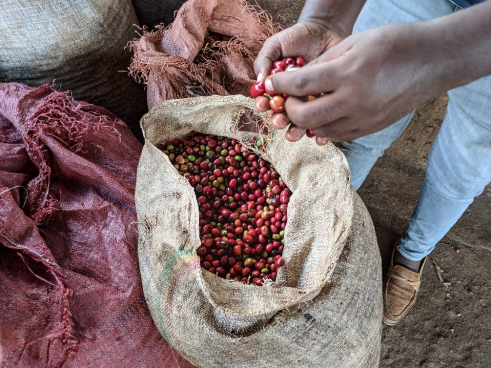 Ethiopia Koke Kebele Indigo 200g - Cafea de specialitate DROPSHOT [3]