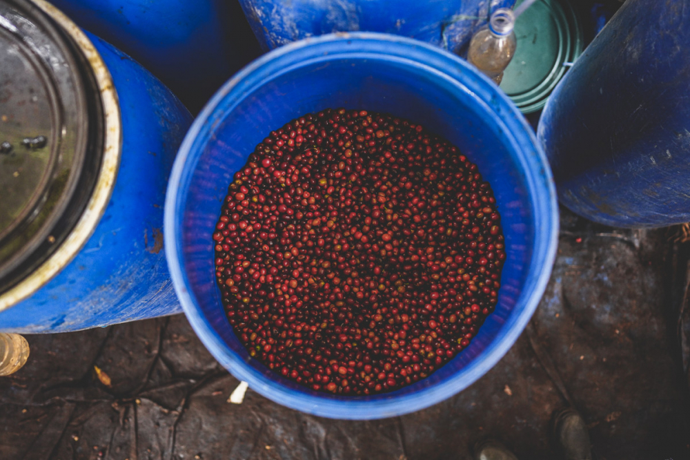 Etiopia Rumudamo Anaerobic Washed 1kg - Cafea de specialitate DROPSHOT [4]