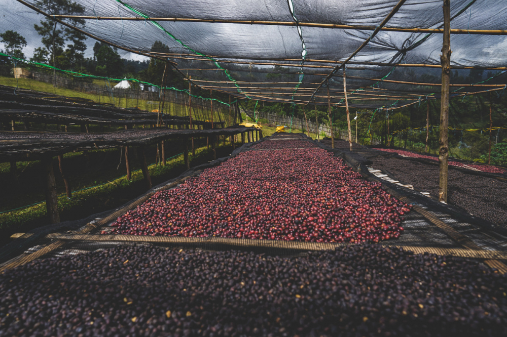 Etiopia Rumudamo Anaerobic Washed 200g - Cafea de specialitate DROPSHOT [5]