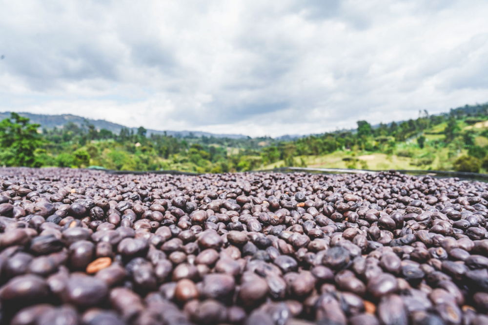 Etiopia Rumudamo Anaerobic Washed 1kg - Cafea de specialitate DROPSHOT [5]