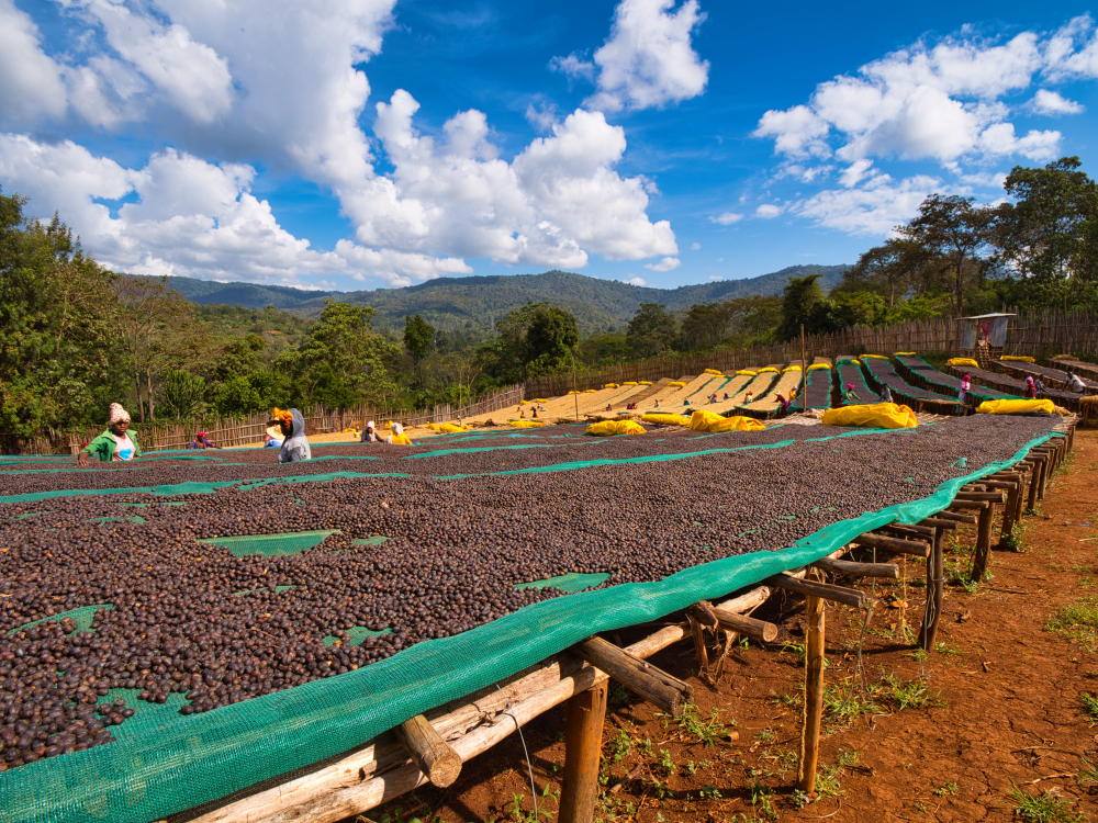 Etiopia Guji Shakiso 250g - Cafea de specialitate DROPSHOT [5]