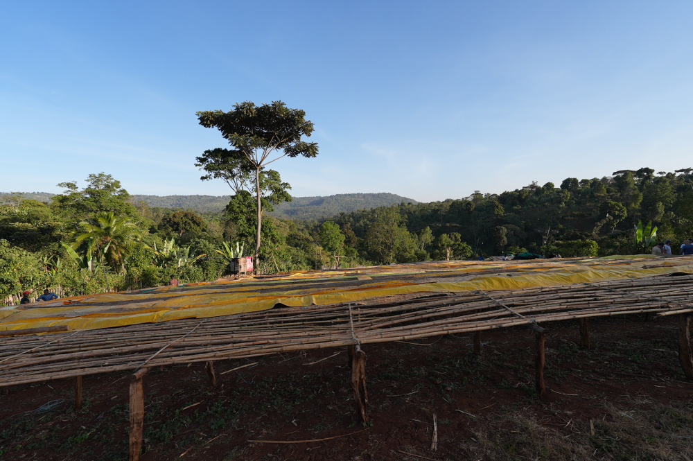 Etiopia Keramo Daye Bensa 1kg - Cafea de specialitate DROPSHOT [8]