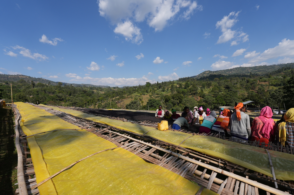 Etiopia Keramo Daye Bensa 250g - Cafea de specialitate DROPSHOT [9]