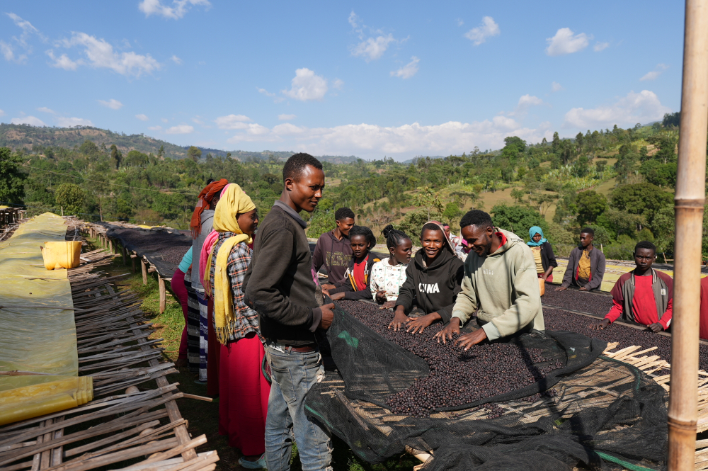 Etiopia Keramo Daye Bensa 500g - Cafea de specialitate DROPSHOT [9]