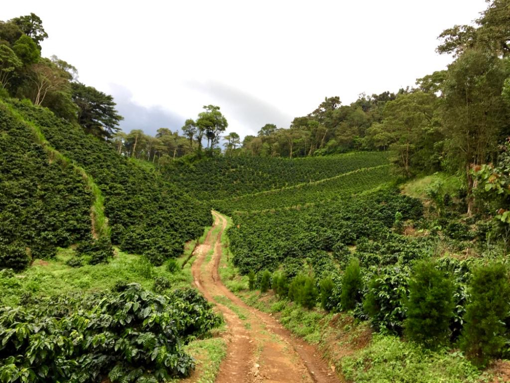 Nicaragua Mama Mina 1kg- Cafea de specialitate DROPSHOT - Copie [4]