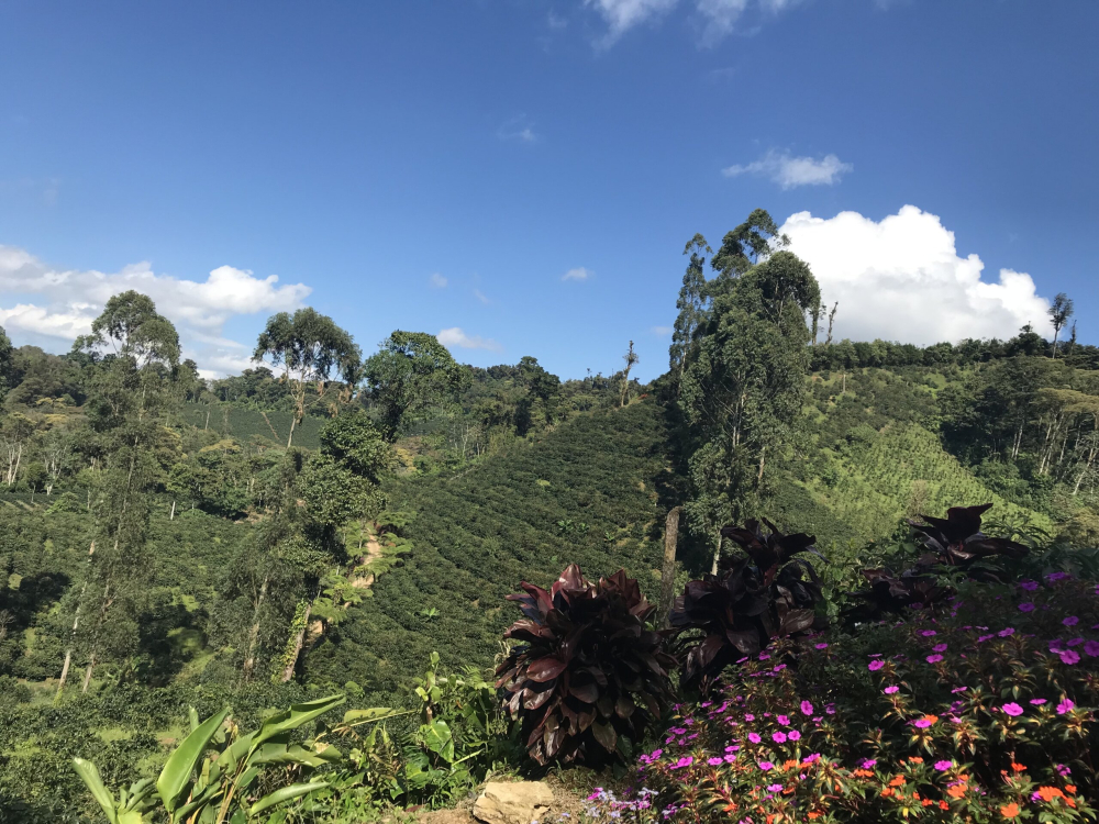 Nicaragua Mama Mina 500g - Cafea de specialitate DROPSHOT [6]