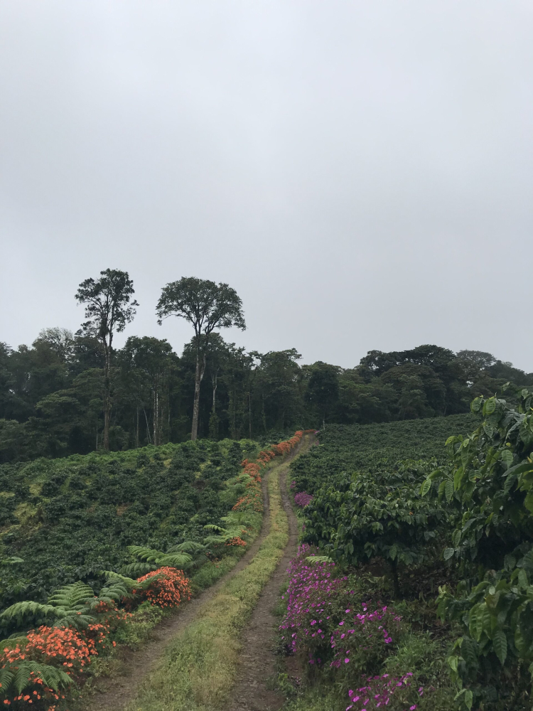 Nicaragua Mama Mina 250g - Cafea de specialitate DROPSHOT [4]